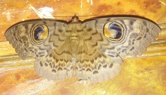 Erebus macrops