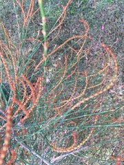 Allocasuarina portuensis