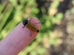 Castiarina rufipennis