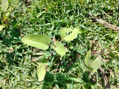 Xanthium cavanillesii
