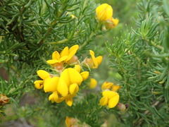 Aspalathus excelsa