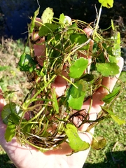 Hydrocotyle vulgaris