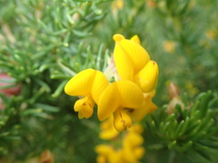 Aspalathus excelsa