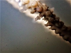 Pseudopterogorgia fredericki