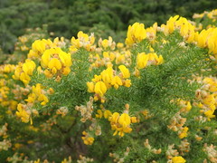 Aspalathus excelsa