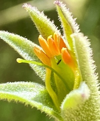 Anigozanthos flavidus