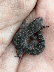 Pachydactylus maculatus