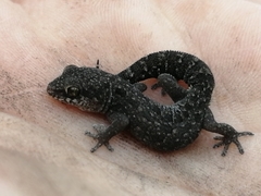 Pachydactylus maculatus