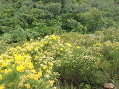 Aspalathus excelsa