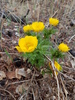 Adonis apennina - Photo (c) Daba, some rights reserved (CC BY-NC), uploaded by Daba