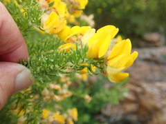 Aspalathus excelsa