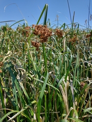 Androtrichum giganteum
