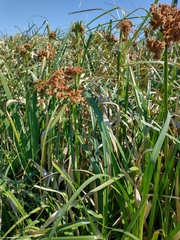 Androtrichum giganteum
