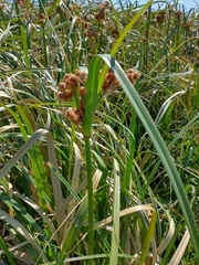 Androtrichum giganteum