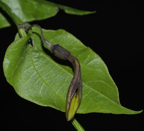 Aristolochia bracteolata image