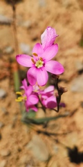 Ixia trifolia
