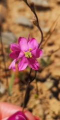 Ixia trifolia