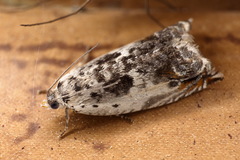 Ancylis laetana