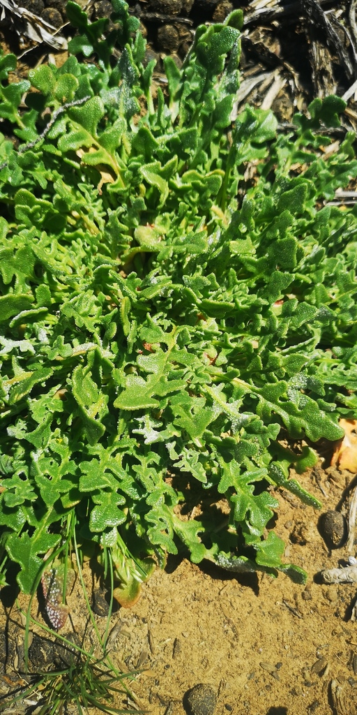 Cleretum lyratifolium (Cleretum lyratifolium)