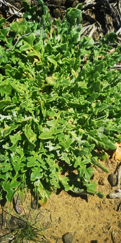 Desert Weed Sandfig (Cleretum lyratifolium)