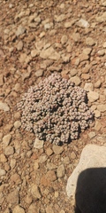Crassula corallina macrorrhiza