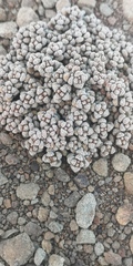 Crassula corallina macrorrhiza