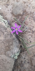 Romulea syringodeoflora