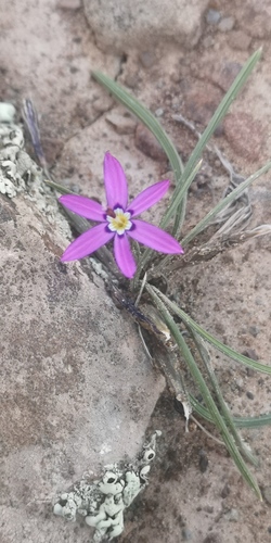 Romulea syringodeoflora