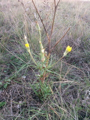 Tragopogon dasyrhynchus