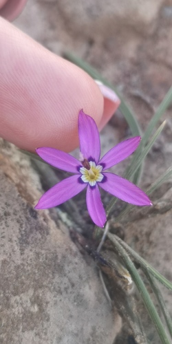 Romulea syringodeoflora