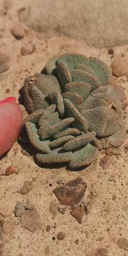 Aloinopsis spathulata
