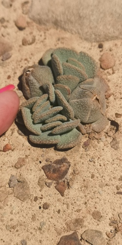 Aloinopsis spathulata
