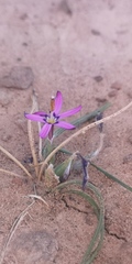 Romulea syringodeoflora