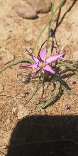 Romulea syringodeoflora