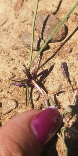 Romulea syringodeoflora