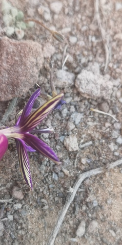 Romulea syringodeoflora