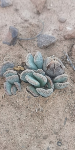 Aloinopsis spathulata