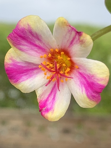 Portulaca umbraticola