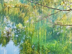 Vallisneria spiralis