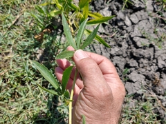 Cissus palmata