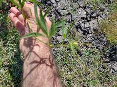 Cissus palmata