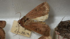 Xestia xanthographa