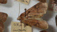 Xestia xanthographa