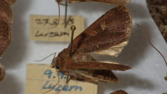 Xestia xanthographa