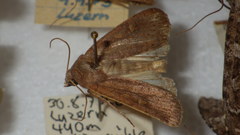 Xestia xanthographa