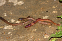 Dendrobaena veneta