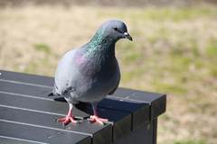 Columba livia domestica
