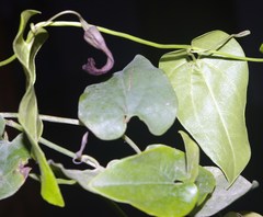 Aristolochia bracteolata image