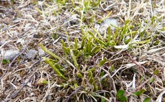 Carmichaelia corrugata