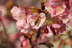 Apis cerana japonica